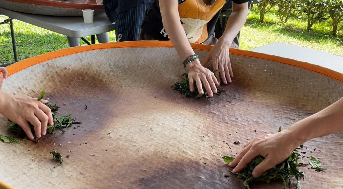 揉茶手作體驗匠心茶的用。（中台世博館提供）