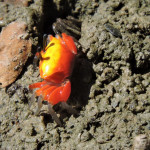 （圖／高雄市府工務局公園處）