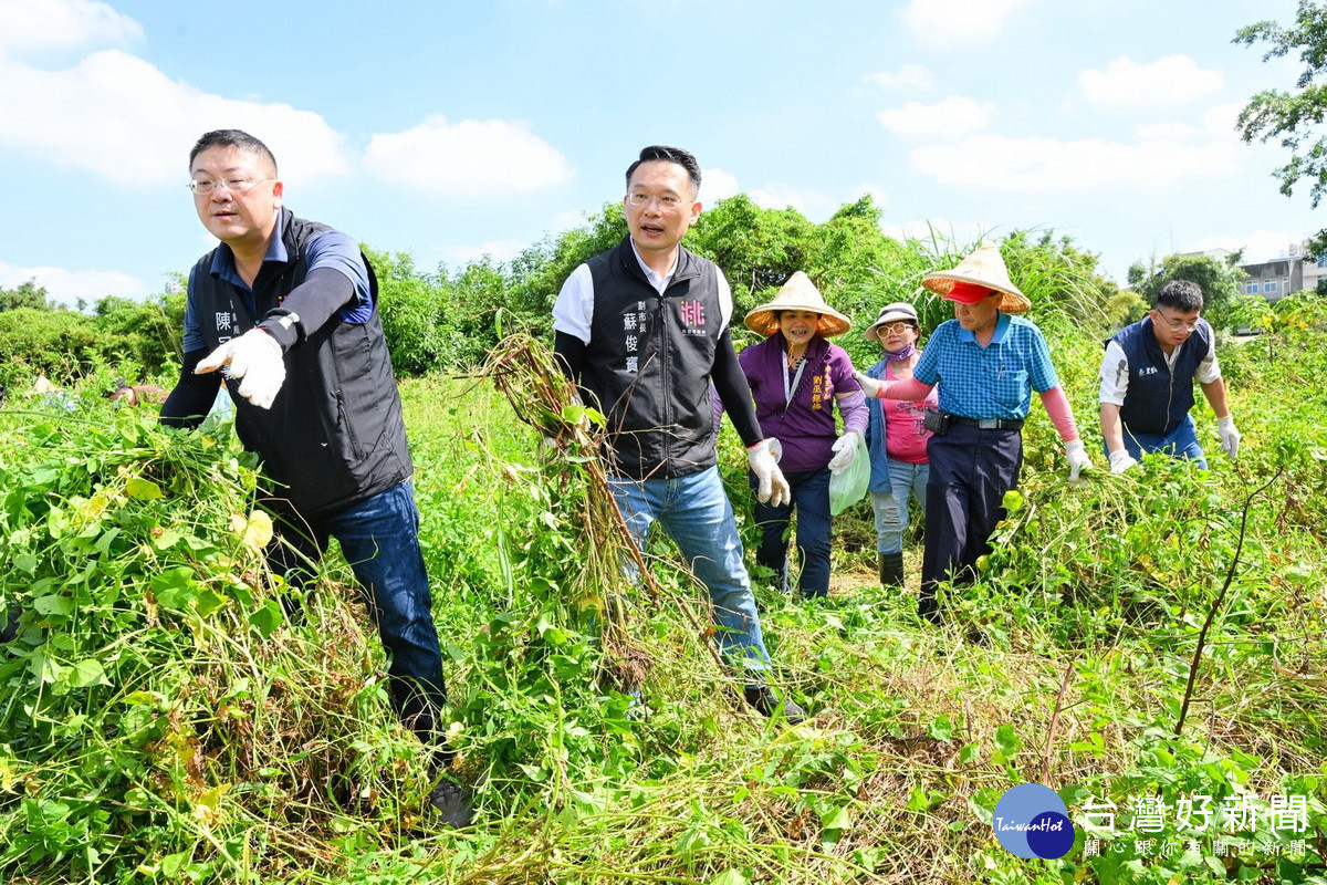 桃園市副市長蘇俊賓出席「小花蔓澤蘭外來種清除宣導活動」與大家一起手除蔓。<br />
