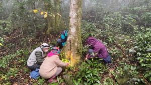 蝶會志工不畏高山低溫與險峻地形，持續進行冬季幼蟲監測。(林業保育署新竹分署提供)