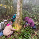 蝶會志工不畏高山低溫與險峻地形，持續進行冬季幼蟲監測。(林業保育署新竹分署提供)