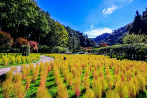 杉林溪今年種植波波草紅色絨球到11月都可觀賞。（杉林溪生態園區提供）