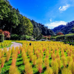杉林溪今年種植波波草紅色絨球到11月都可觀賞。（杉林溪生態園區提供）