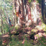 山老鼠集團深入仁愛鄉盜伐生立木扁柏價值2500萬元。（南投地檢署提供）