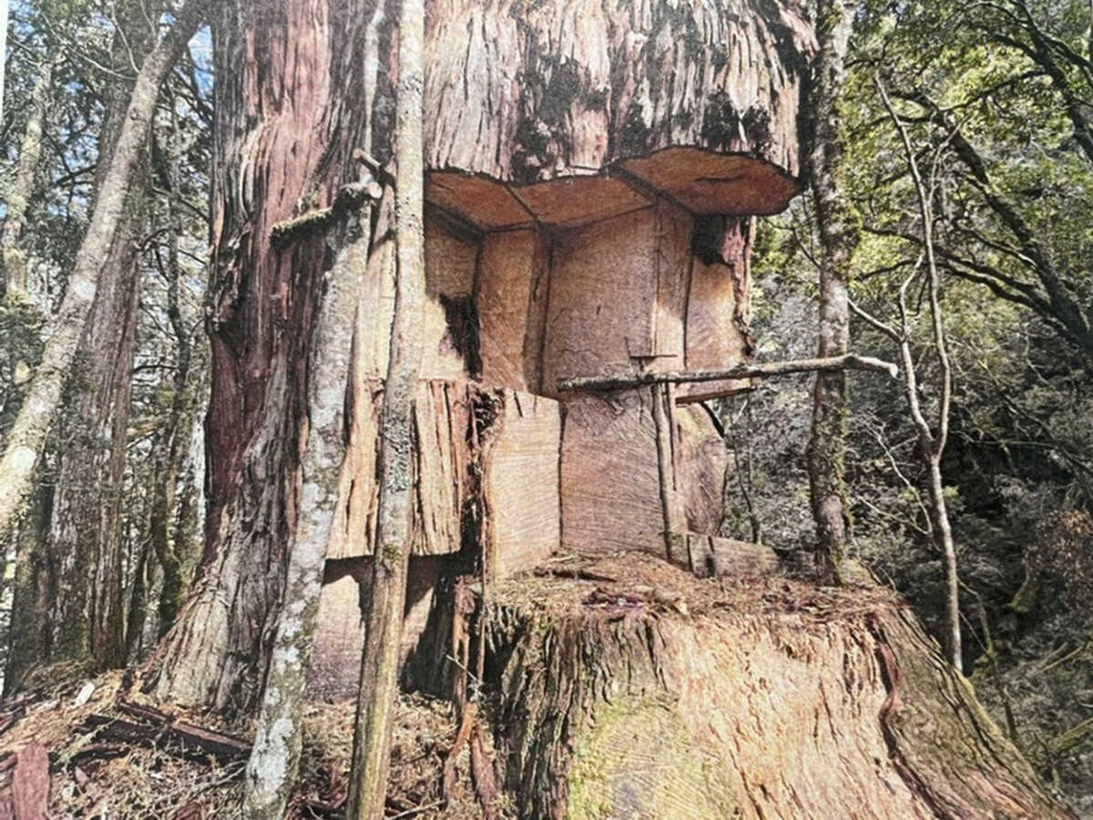 嫌犯將生立木扁柏自基部砍伐。（南投地檢署提供）<br />
