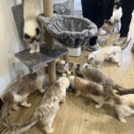 現場貓隻成群，環境髒亂。