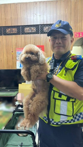 走失的小狗。林重鎣翻