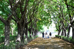 「欒風再起 懷舊同行」東螺溪戀戀欒樹節精彩登場。圖／記者鄧富珍翻攝　