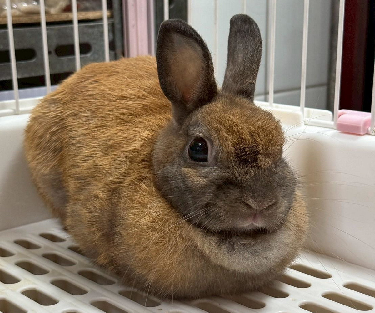 桃園市動保處第3季非犬貓特寵認養9/27開跑。<br />
