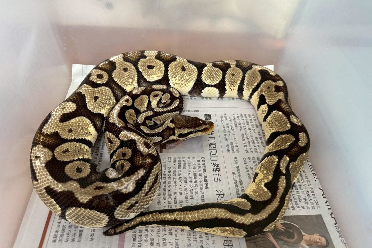 桃園市動保處第3季非犬貓特寵認養9/27開跑。<br />
