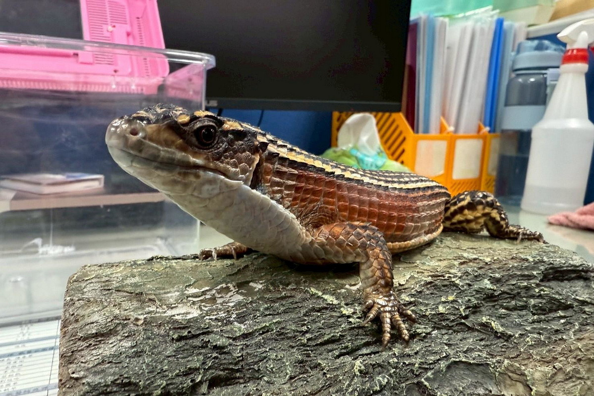 桃園市動保處第3季非犬貓特寵認養9/27開跑。<br />
