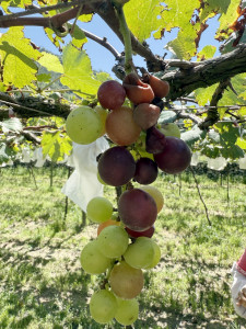 豪雨後南投縣葡萄呈現外觀受損嚴重。（縣府農業處提供）