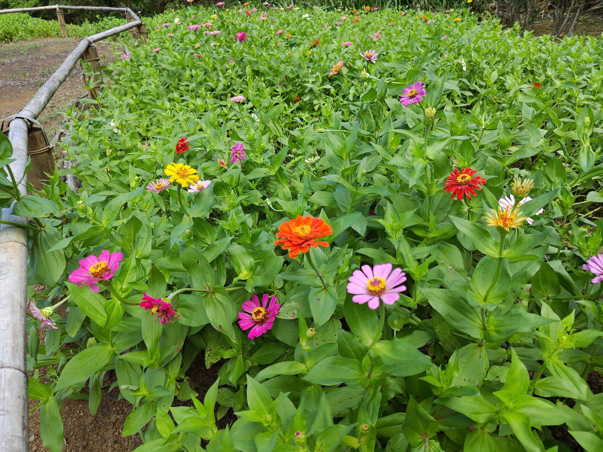 百日草近照（圖／北市大地處提供）