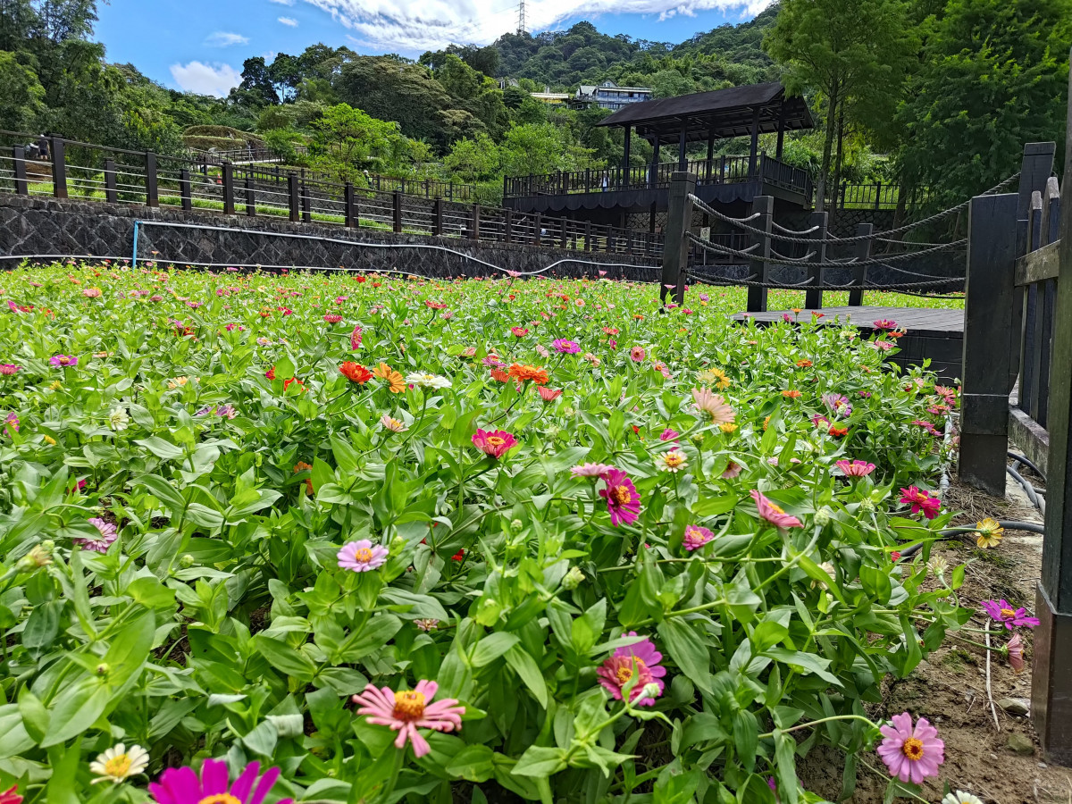 彩雲亭花況（圖／北市大地處提供）
