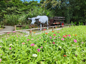 牛車花景（圖／北市大地處提供）