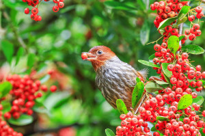 此時最是狀元紅成熟鳥兒們最好這口之際。（杉林溪森林園區提供）