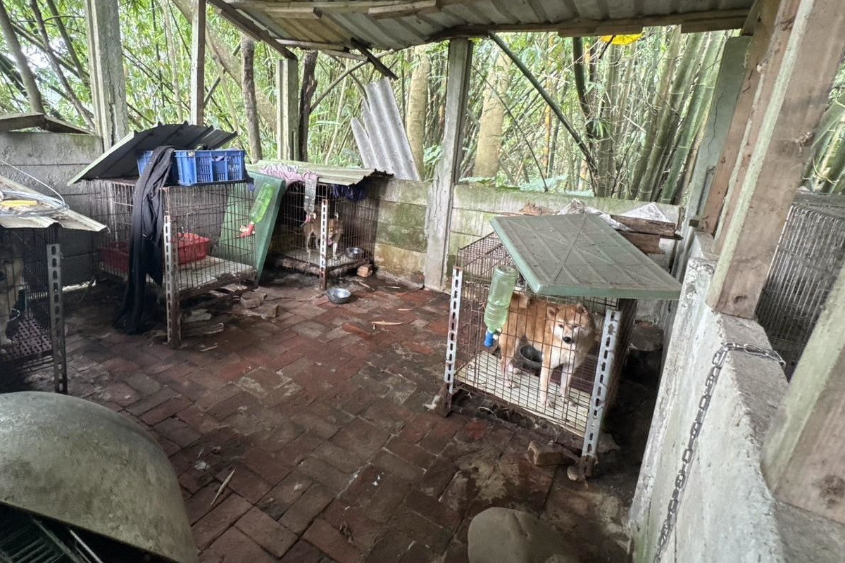 桃市動保處破獲非法犬繁殖場，37隻品種犬全數沒入。