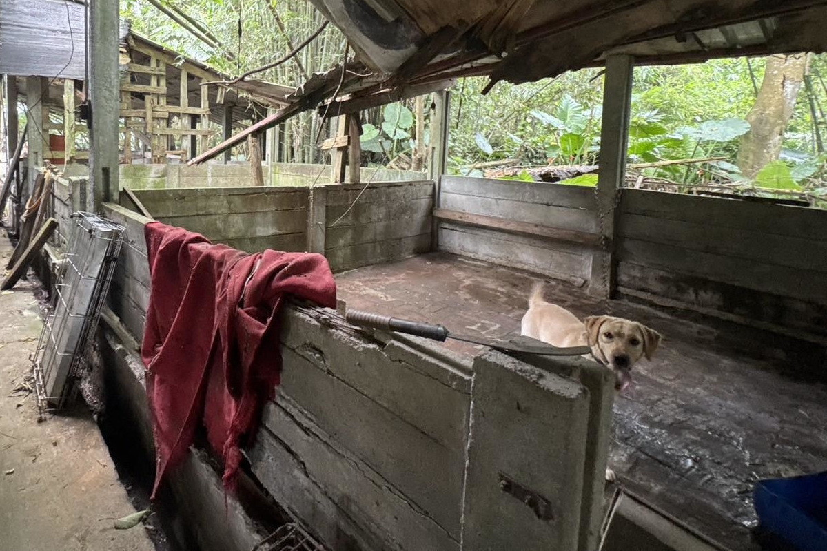 桃市動保處破獲非法犬繁殖場，37隻品種犬全數沒入。