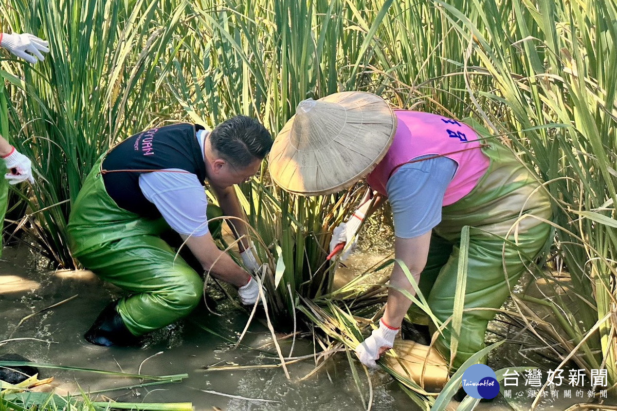 桃園市副市長蘇俊賓著青蛙裝收割茭白筍。<br />
