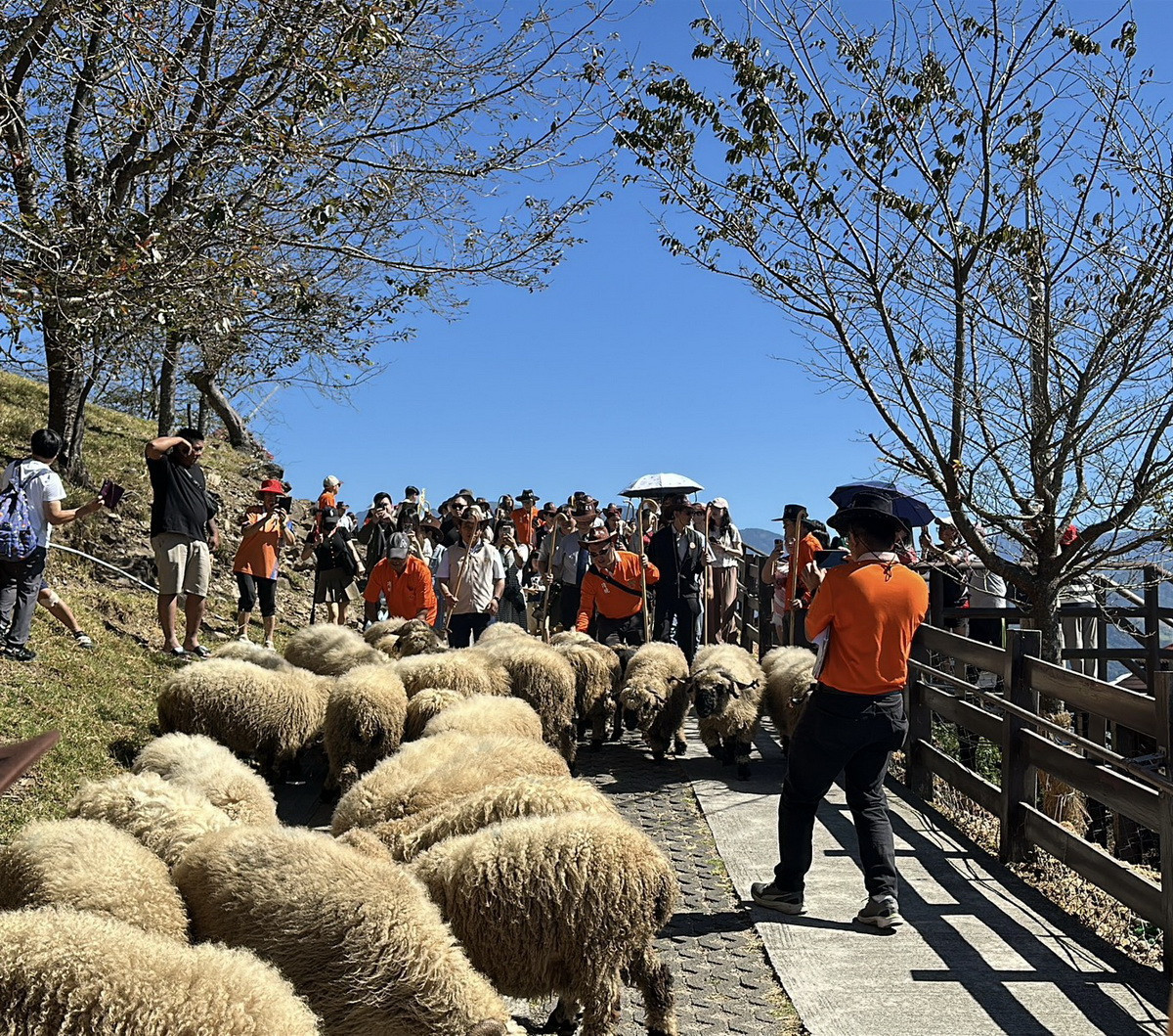 雲嶺奔羊會但見羊群在步道奔馳，令人心境跟著起飛。（清境農場提供）
