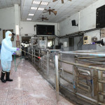 禁廚餘養豬竹縣環保局如臨大敵。
