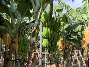 屏東縣府推出香蕉防風支柱擴大適用獎勵　力挺蕉農發展韌性產業