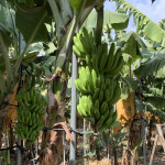 屏東縣府推出香蕉防風支柱擴大適用獎勵 力挺蕉農發展韌性產業