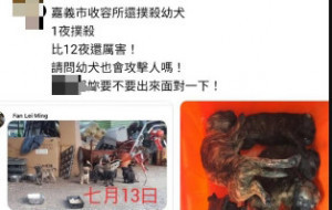 有民眾在網路透過文字及圖片指稱「嘉義市收容所撲殺幼犬」／陳致愷翻攝