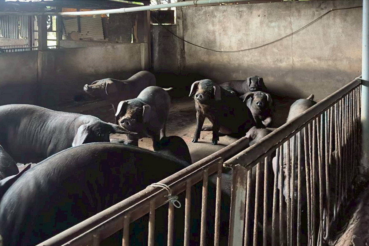 因應非洲豬瘟，守護養豬產業，桃園市政府加強各項防治及補助措施。<br />
