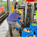 竹山鎮公所廚餘去化行之有年。（竹山鎮公所提供）