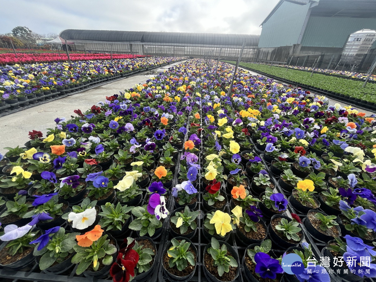 廚餘變有機土綠美化草花等。(竹山鎮公所提供)