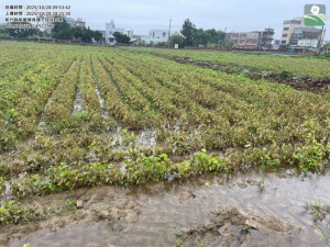 大豆災害情形。