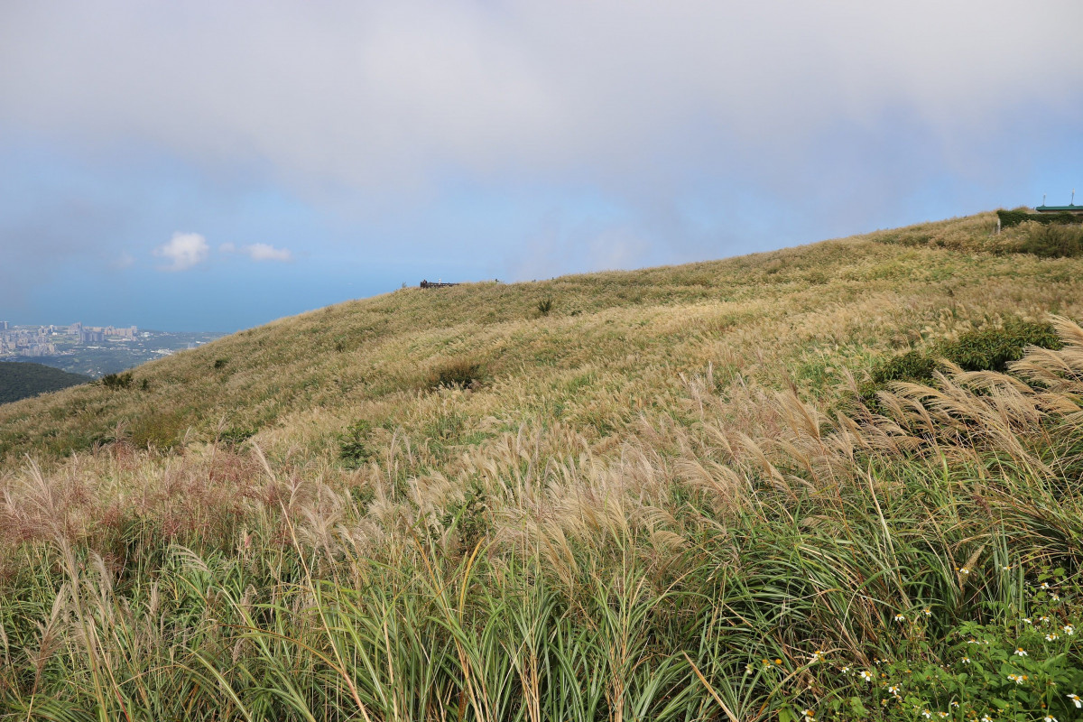 芒草金色大草原（圖／北市大地工程處提供）
