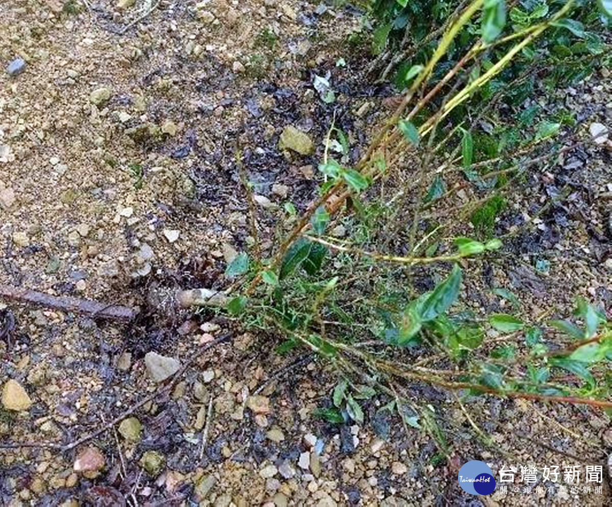 強風造成茶樹幼木倒伏，基部與土壤交接處因摩擦而形成環狀剝皮，易造成幼木死亡