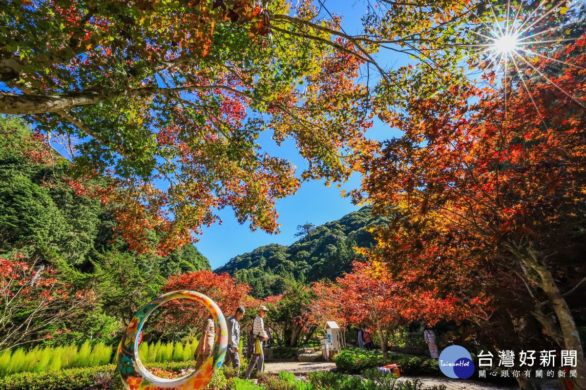 杉林溪此刻楓紅遍野。（杉林溪自然教育中心提供）