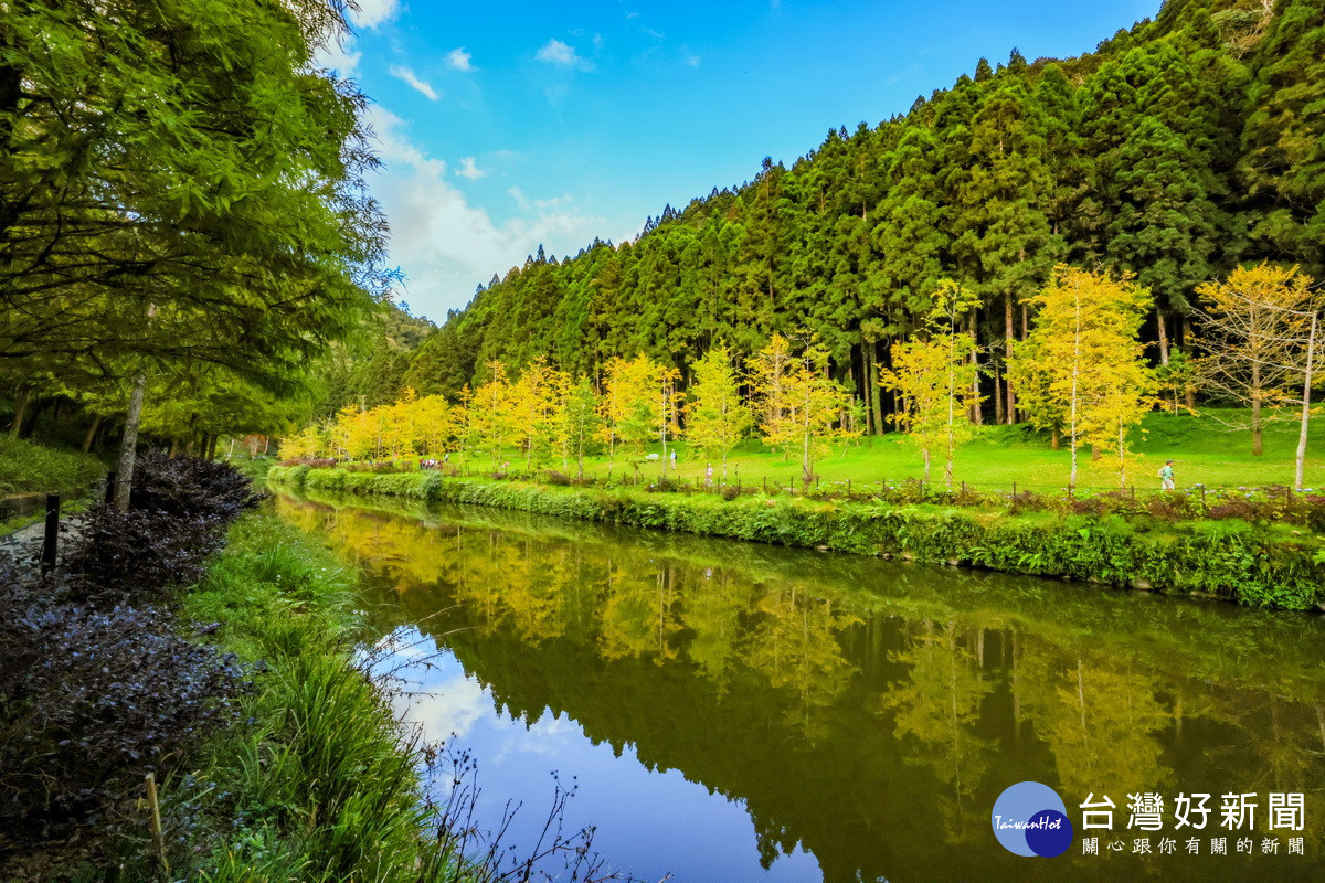 銀杏也已轉金黃。（杉林溪自然教育中心提供）<br /><br />
<br /><br />
