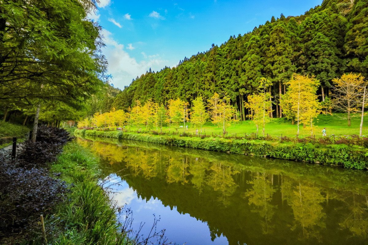 銀杏也已轉金黃。（杉林溪自然教育中心提供）<br />
<br />
