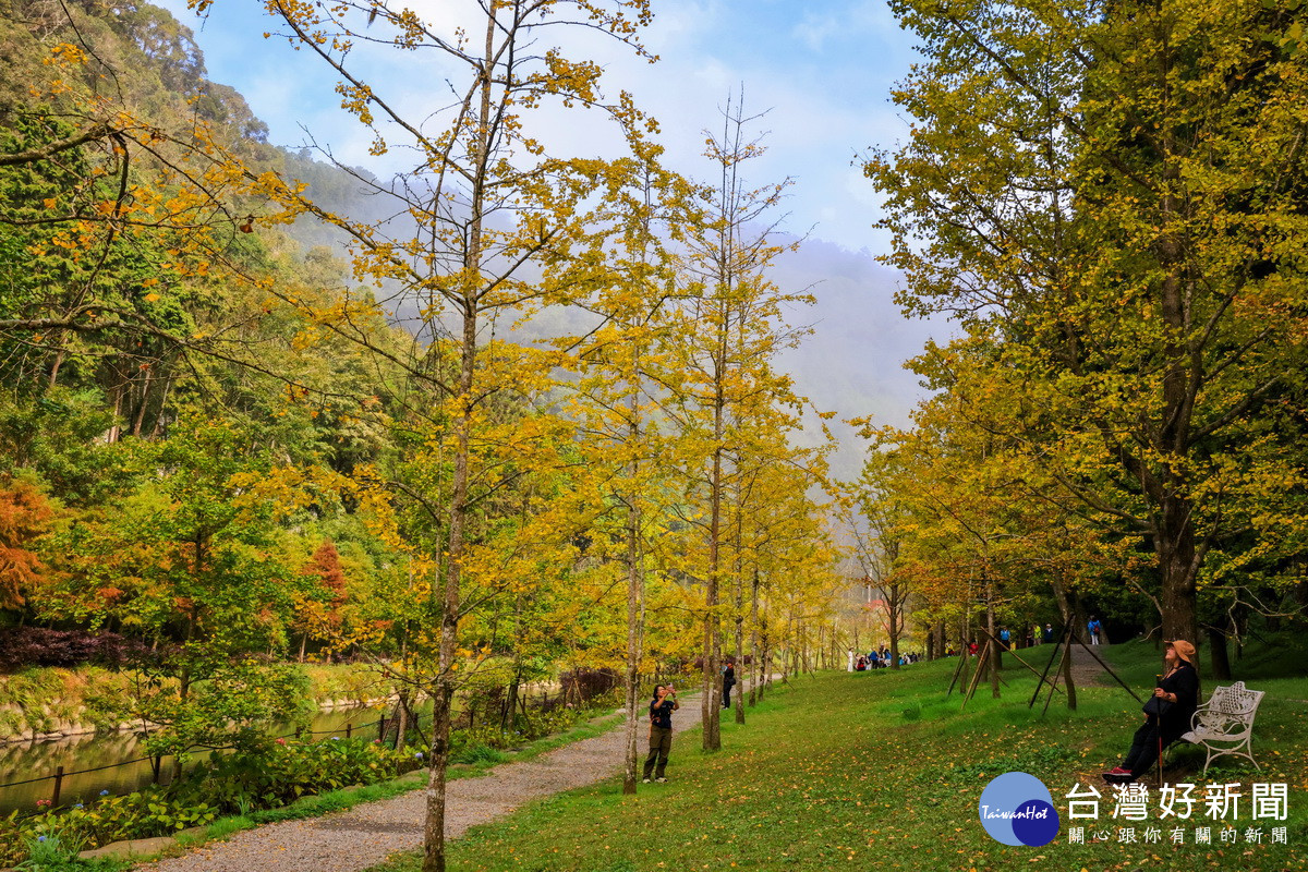 此時銀杏非常漂亮。（杉林溪自然教育中心提供）