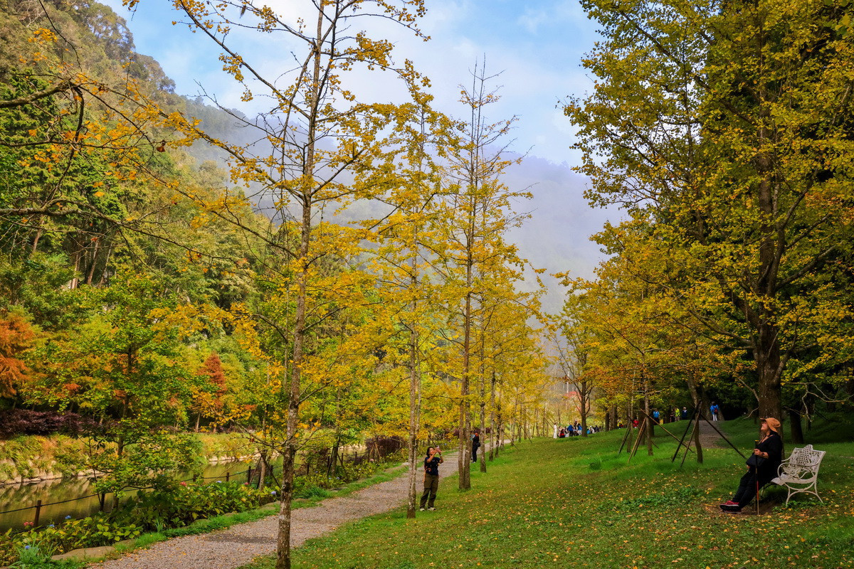 此時銀杏非常漂亮。（杉林溪自然教育中心提供）