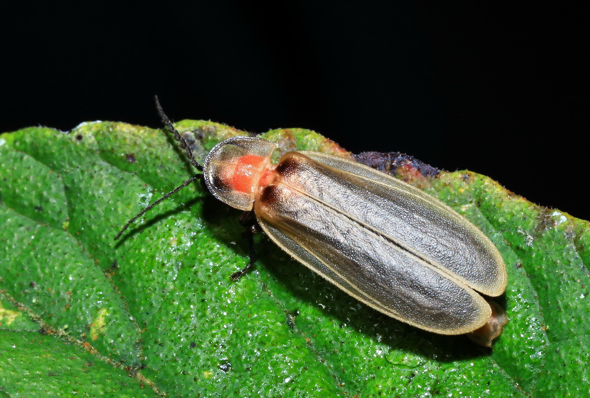 鋸角雪螢是山區特有每晚專人導覽。（杉林溪自然教育中心提供）<br />
