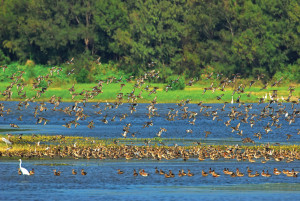鰲鼓濕地森林園區／嘉義縣府提供