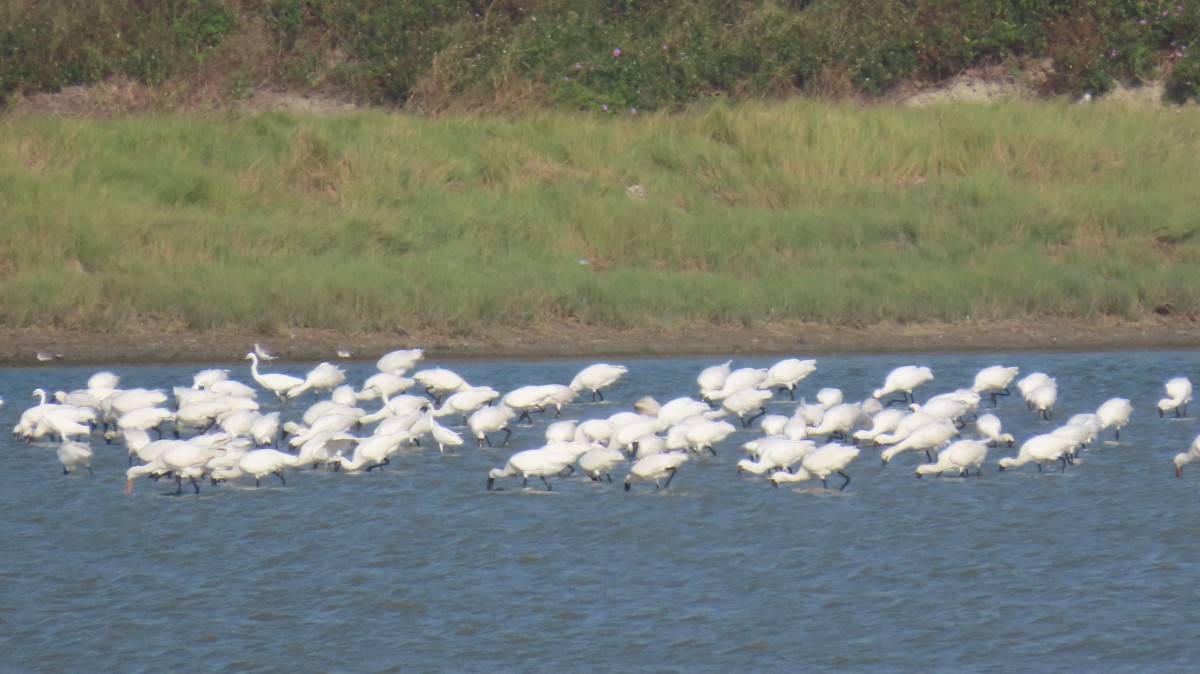 新塭滯洪池黑面琵鷺集體覓食／嘉義縣府提供