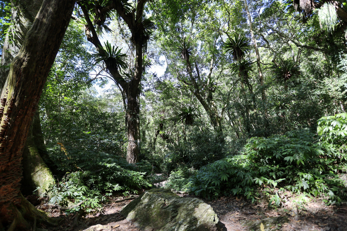 雪山坑登山步道-山蘇森林
