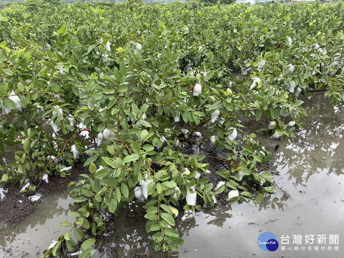 芭樂價格創歷史新高 社頭果農無奈採收率僅剩兩成