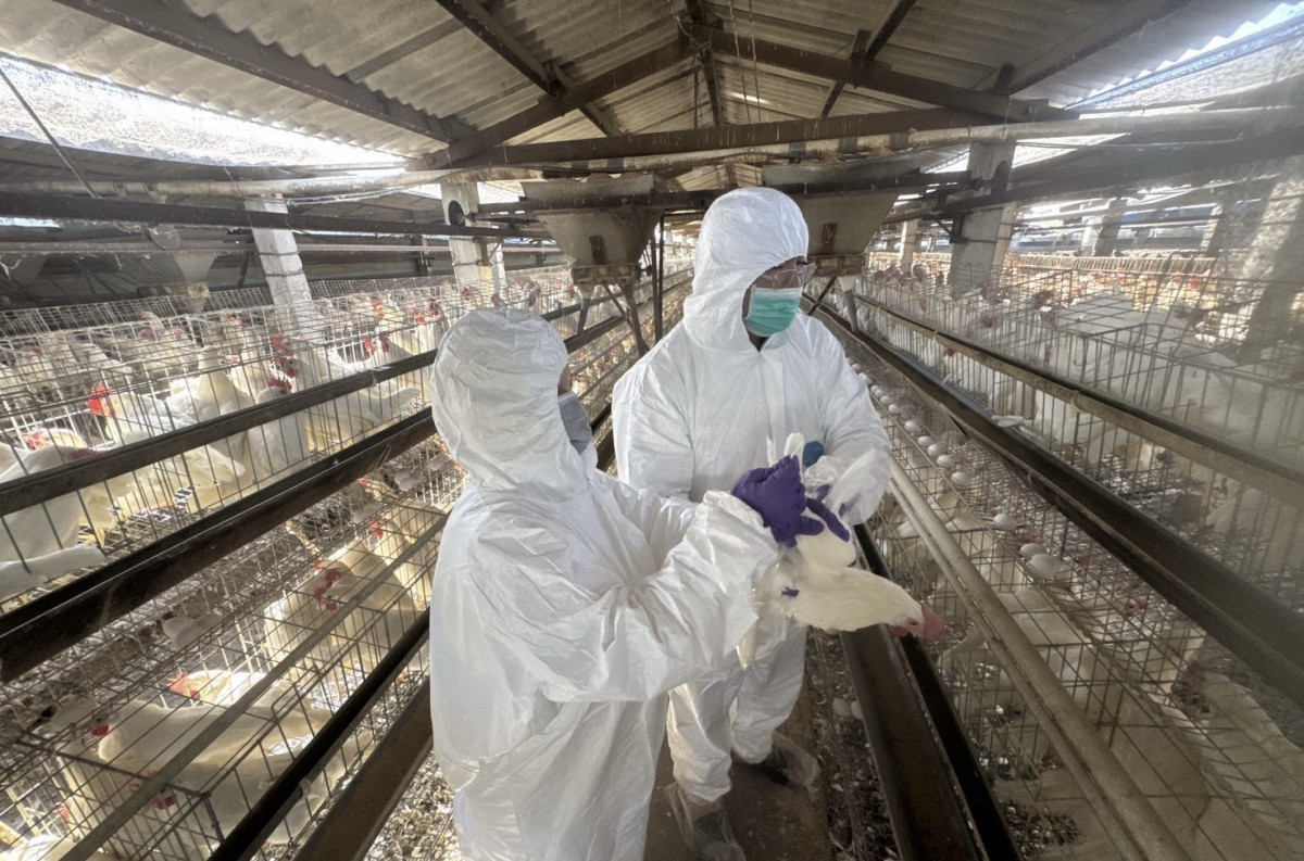 彰化縣啟動蛋雞場「芬普尼全面採樣監測」。圖／彰化縣政府提供