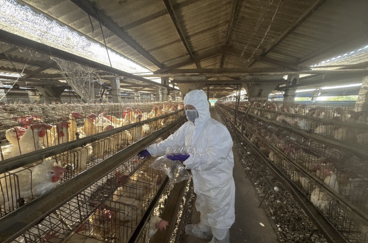 彰化縣啟動蛋雞場「芬普尼全面採樣監測」。圖／彰化縣政府提供