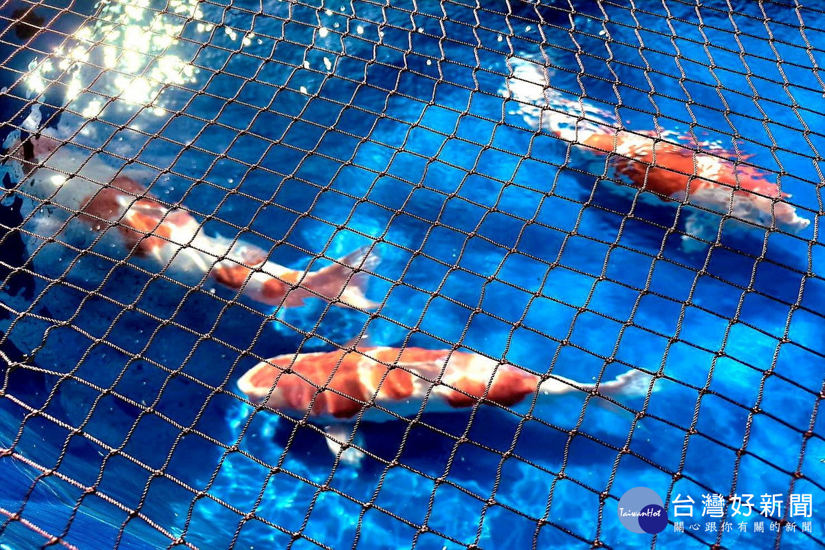 百萬巨鯉現身600尾錦鯉爭奇鬥艷,桃園錦鯉品評會周末登場。<br />