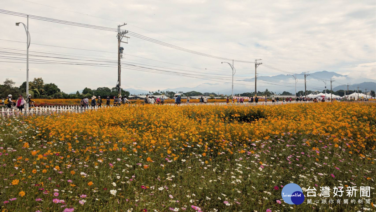 園區內廣達2公頃的「橘色波斯菊」花海與約1公頃的「紅色百日草」目前已進入全盛綻放期。