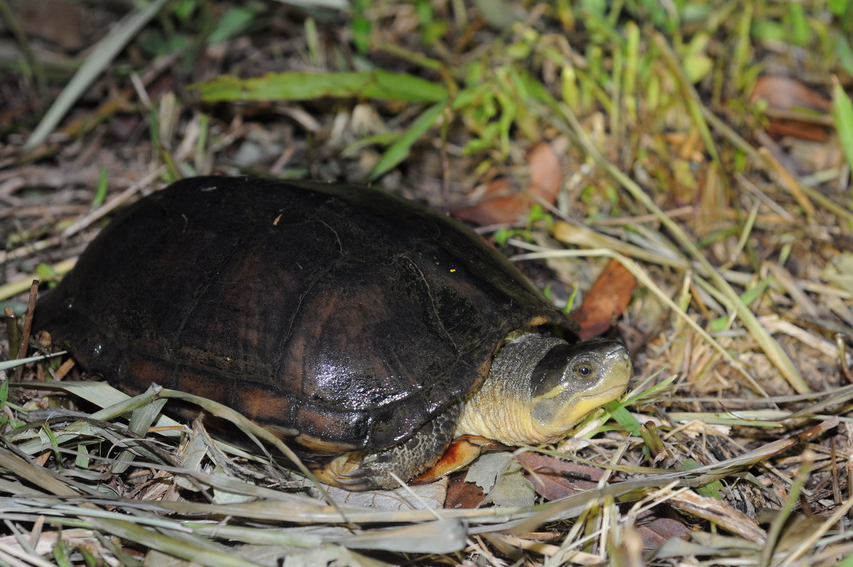 食蛇龜（山河海有限公司 林毅倫提供）