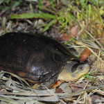 食蛇龜（山河海有限公司 林毅倫提供）